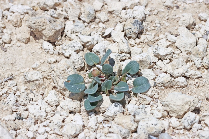 Abronia nana var. nana photo 2