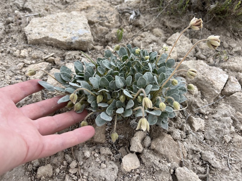 Abronia nana var. nana photo 3