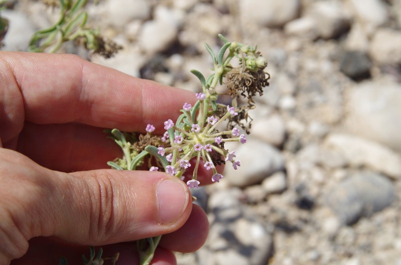 Abronia nealleyi