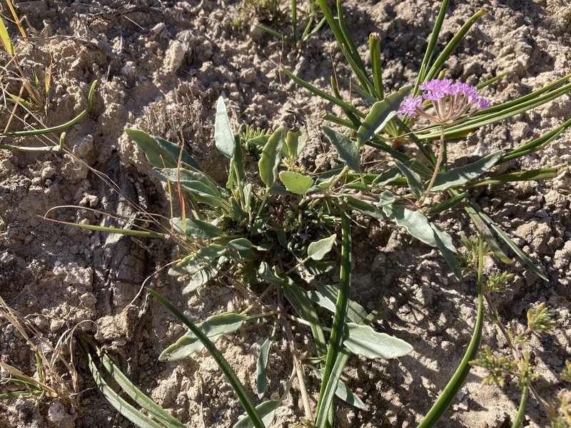 Abronia nealleyi photo 4