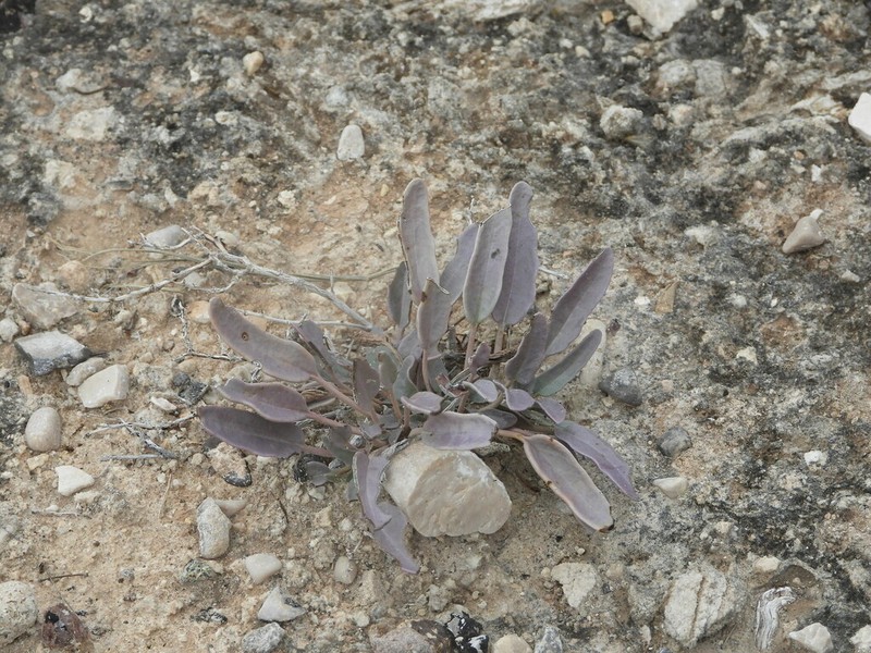 Abronia nealleyi photo 6