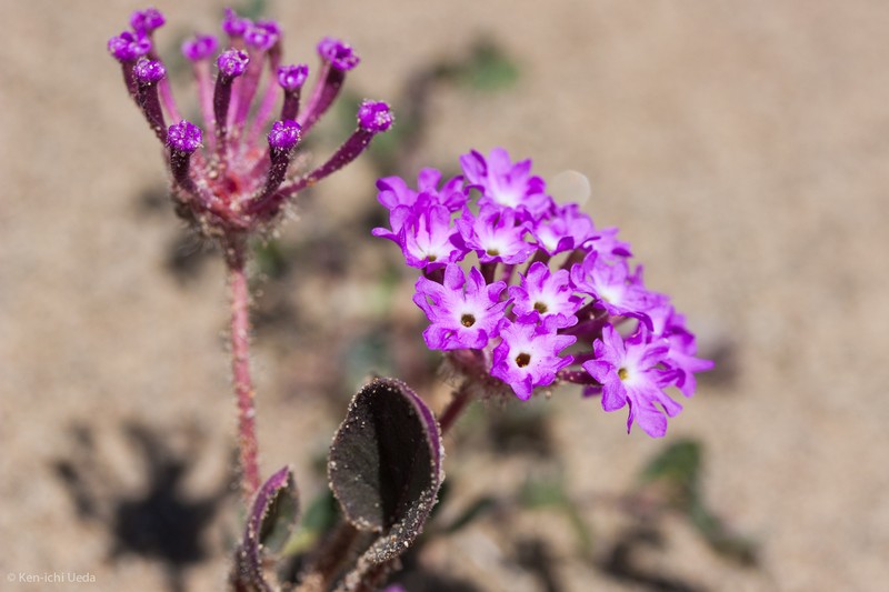 Mojave Sand Verbena