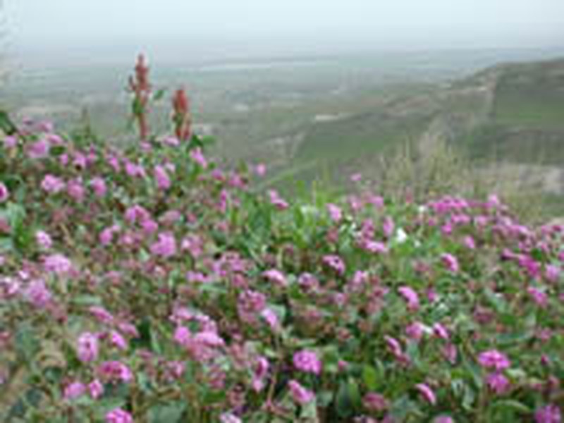 Mojave Sand Verbena