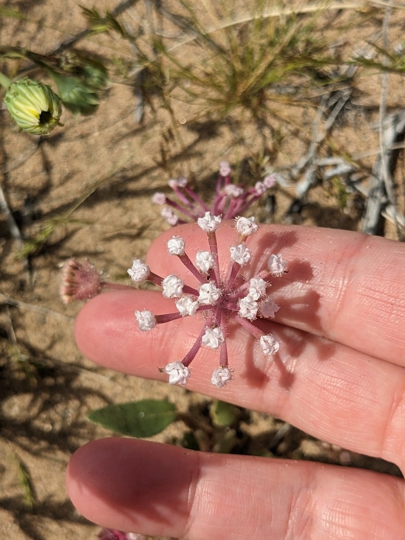 Mojave Sand Verbena photo 2