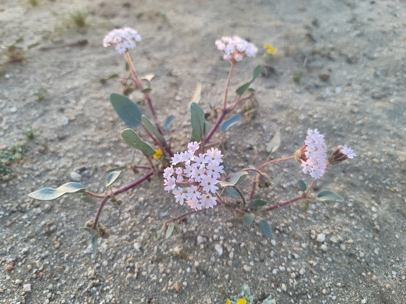 Mojave Sand Verbena photo 3