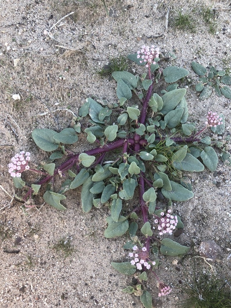 Mojave Sand Verbena photo 4