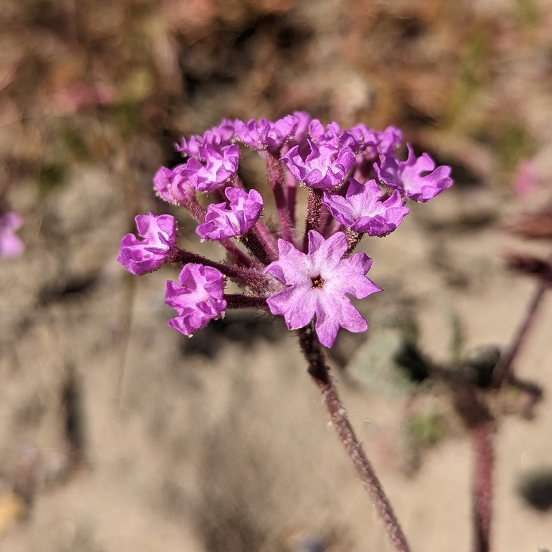 Mojave Sand Verbena photo 5