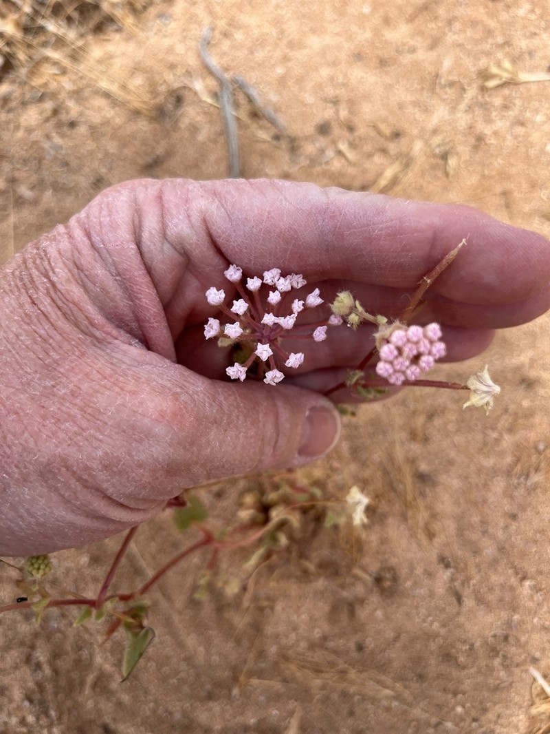 Mojave Sand Verbena photo 6