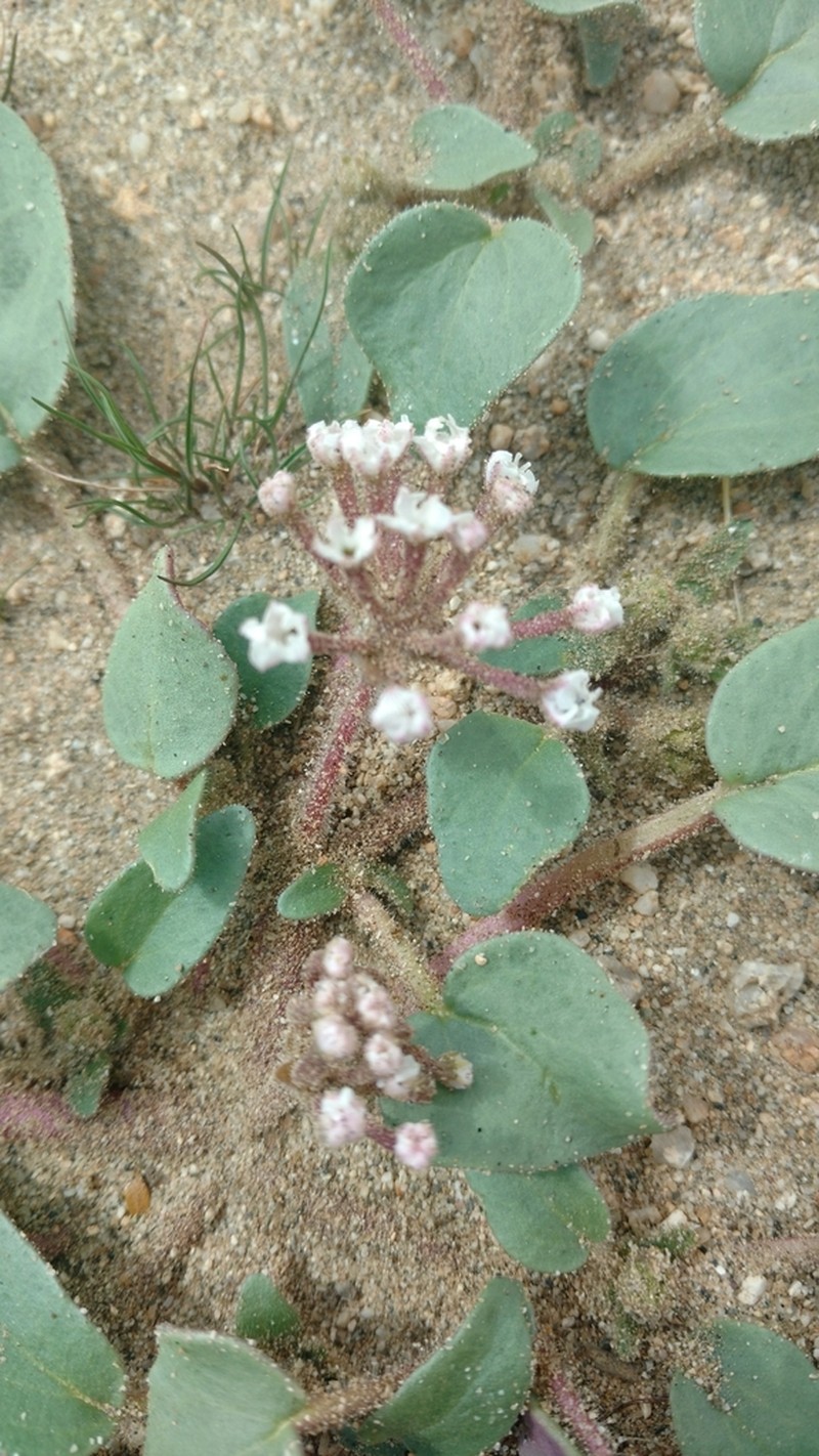 Mojave Sand Verbena photo 7