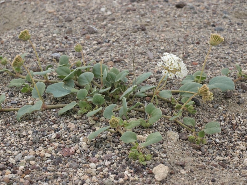Transmontane Sand Verbena photo 2