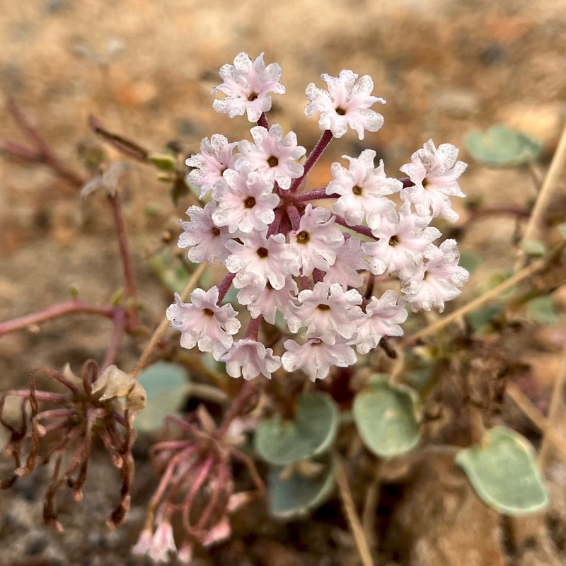 Transmontane Sand Verbena photo 3