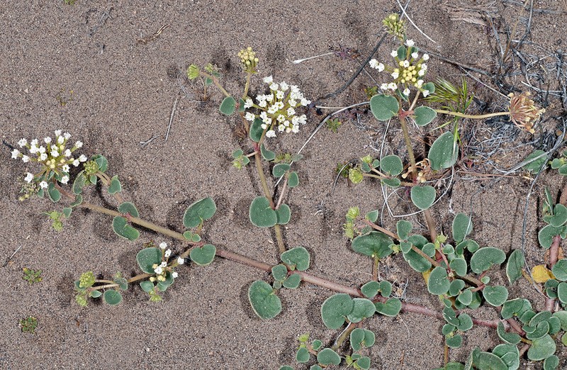 Transmontane Sand Verbena photo 4