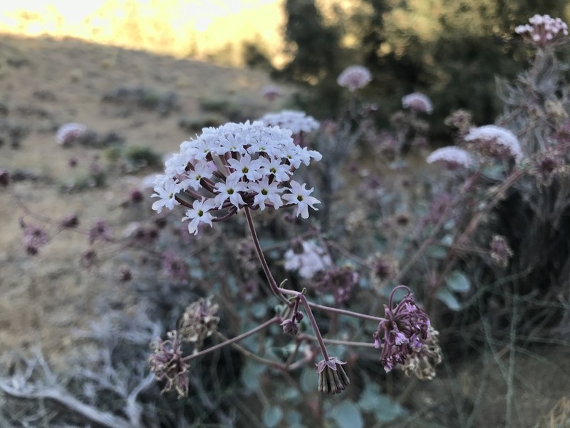 Transmontane Sand Verbena photo 5