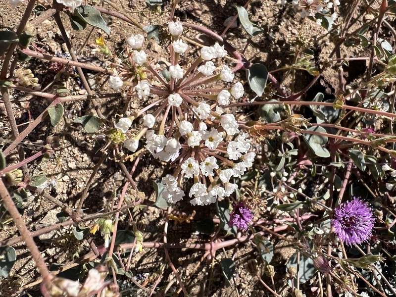 Transmontane Sand Verbena photo 6
