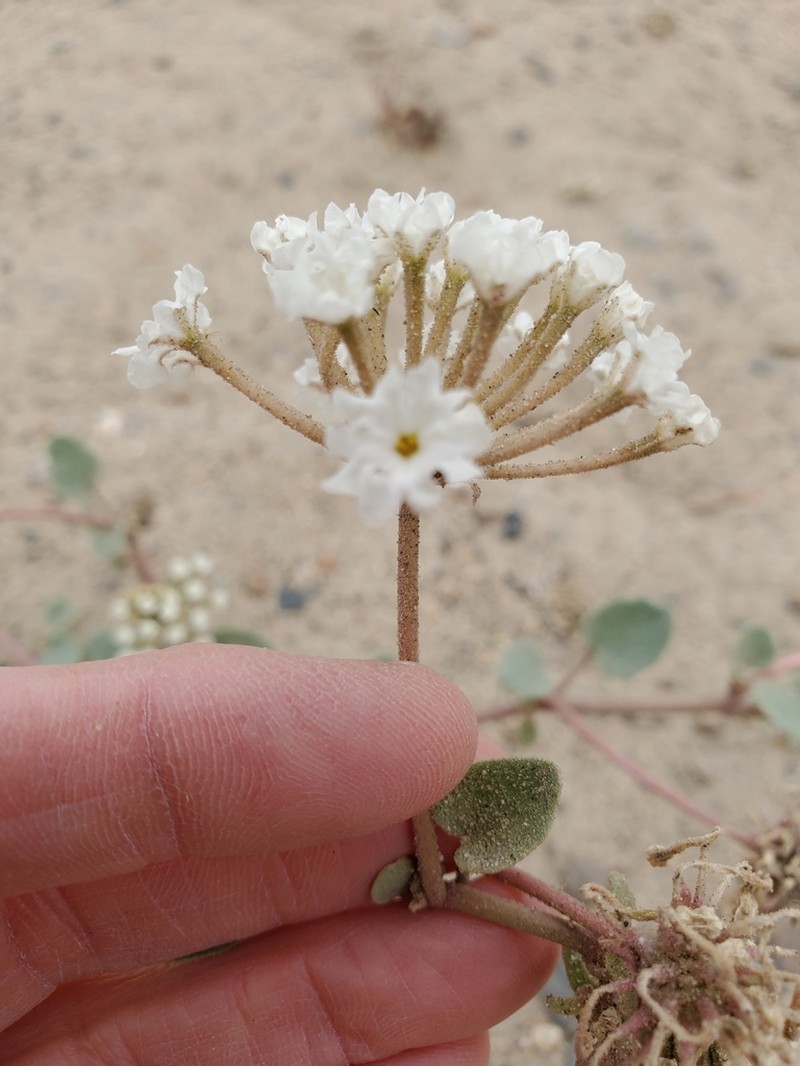 Transmontane Sand Verbena photo 7