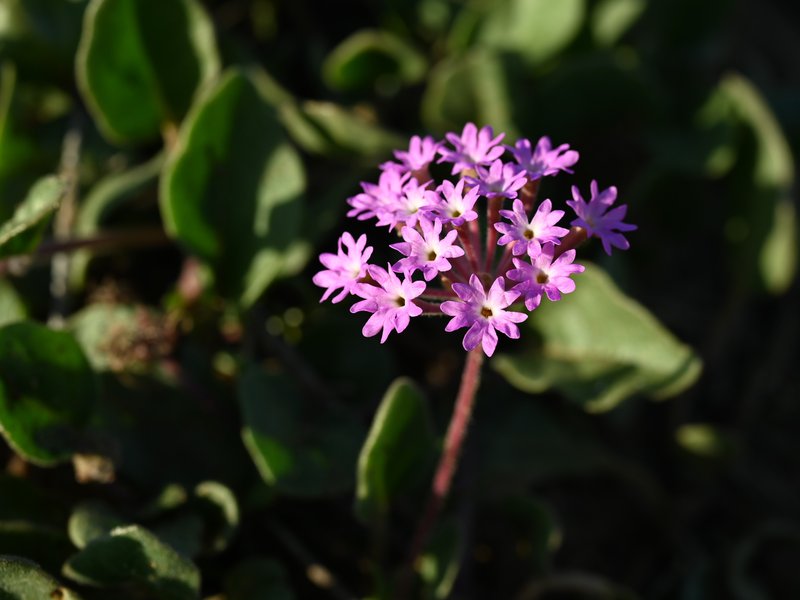 Pink Sand Verbena