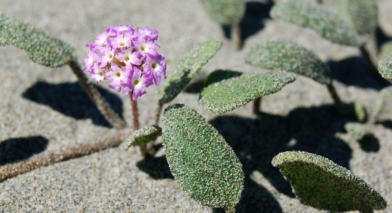 Pink Sand Verbena photo 2
