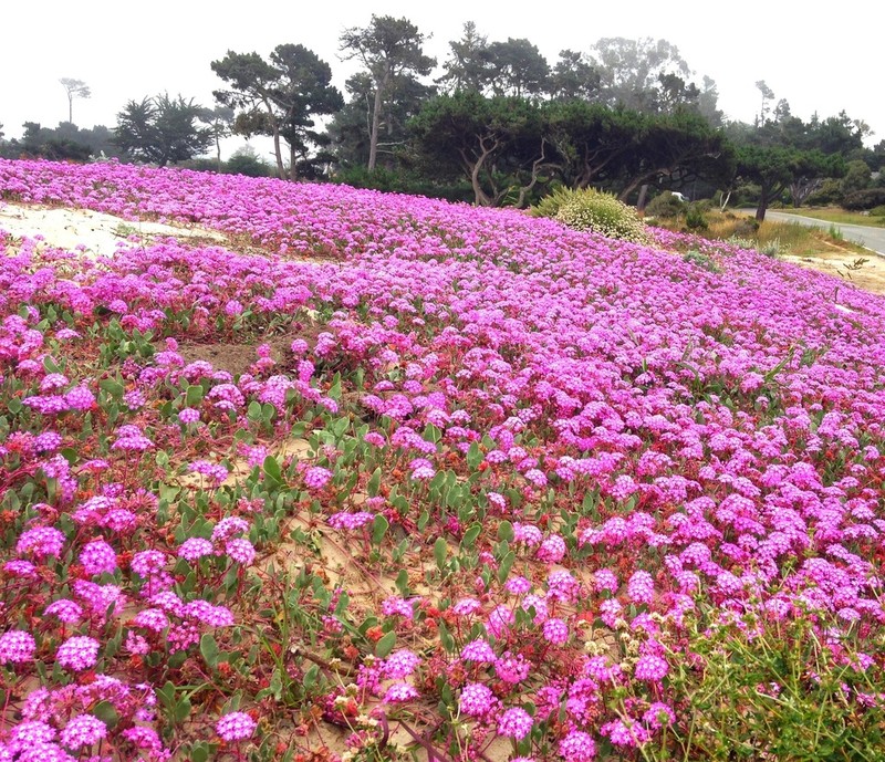 Pink Sand Verbena photo 3