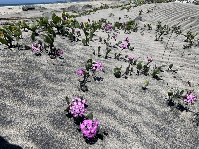 Pink Sand Verbena photo 4