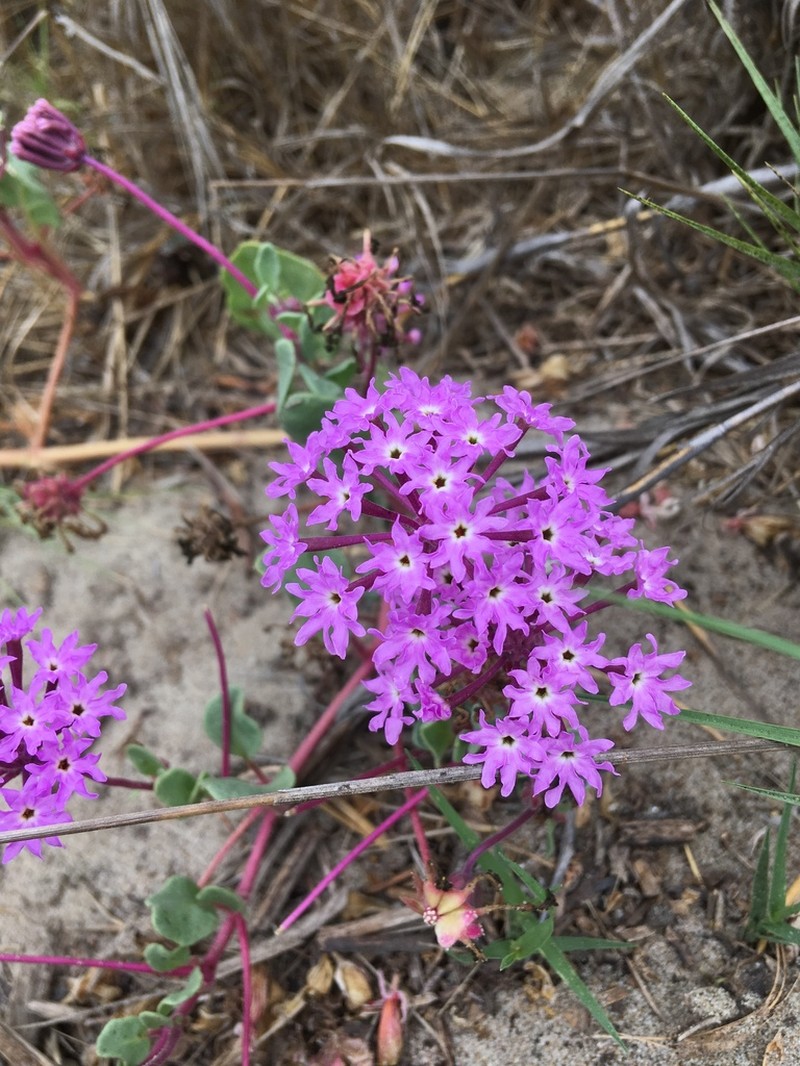 Pink Sand Verbena photo 5