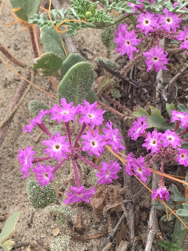 Pink Sand Verbena photo 6