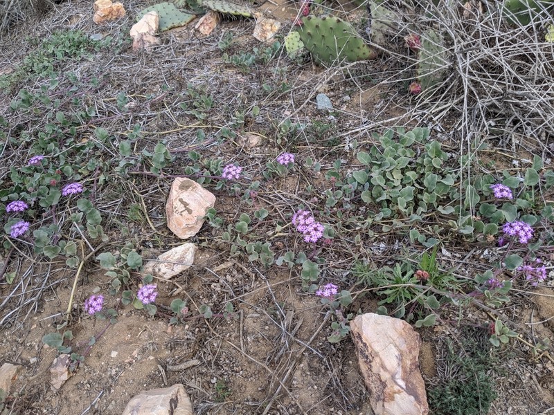 Pink Sand Verbena photo 7
