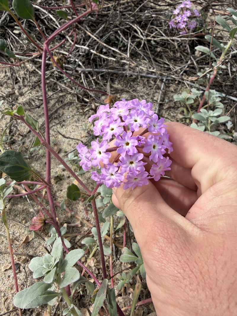 Abronia umbellata subsp. umbellata