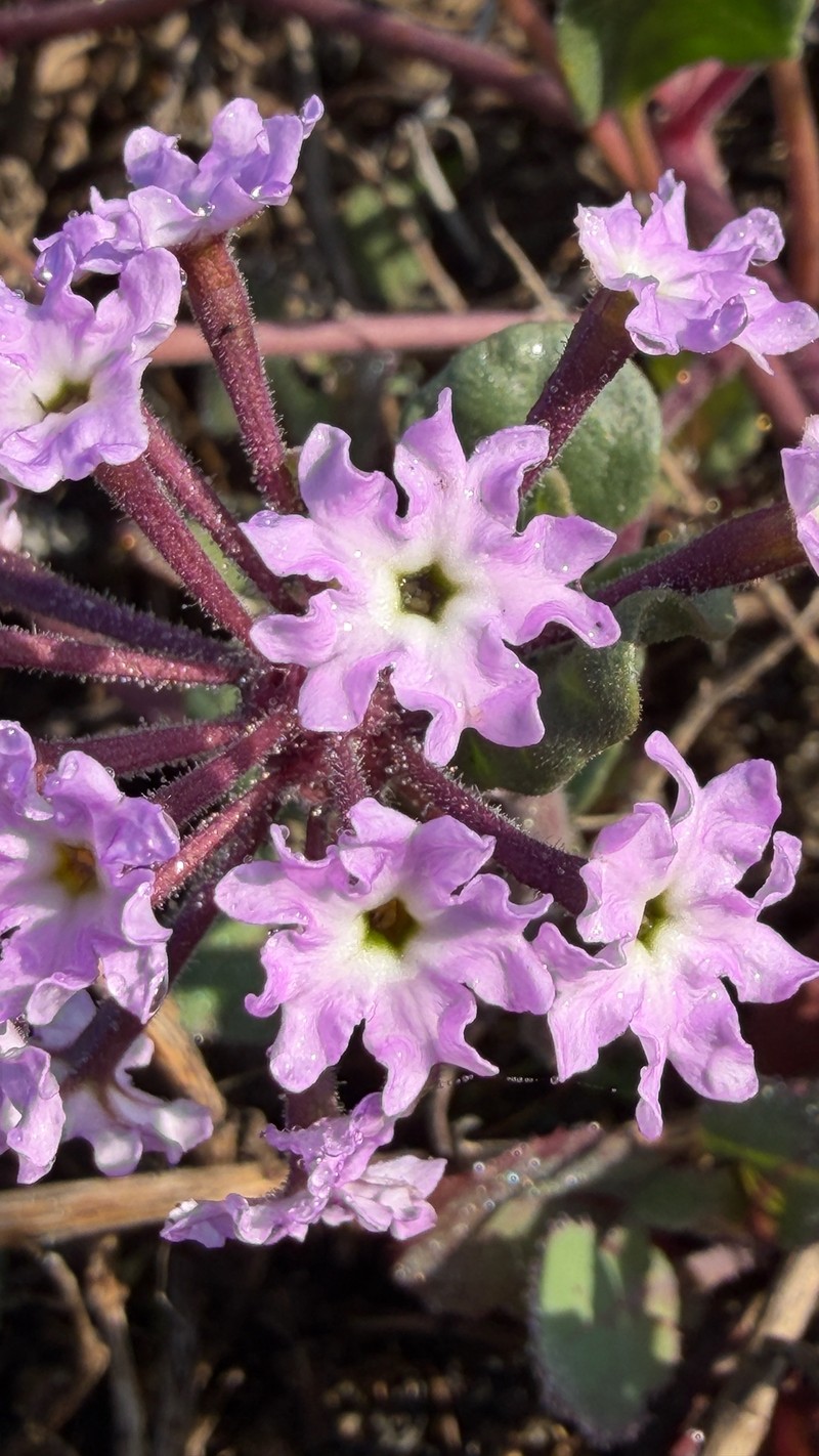 Abronia umbellata subsp. umbellata photo 2