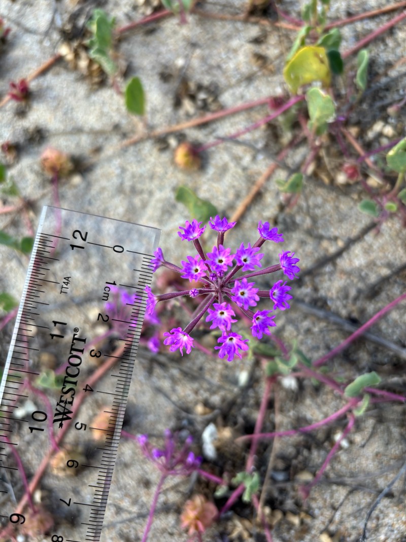 Abronia umbellata subsp. umbellata photo 3