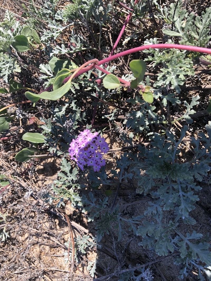Abronia umbellata subsp. umbellata photo 4