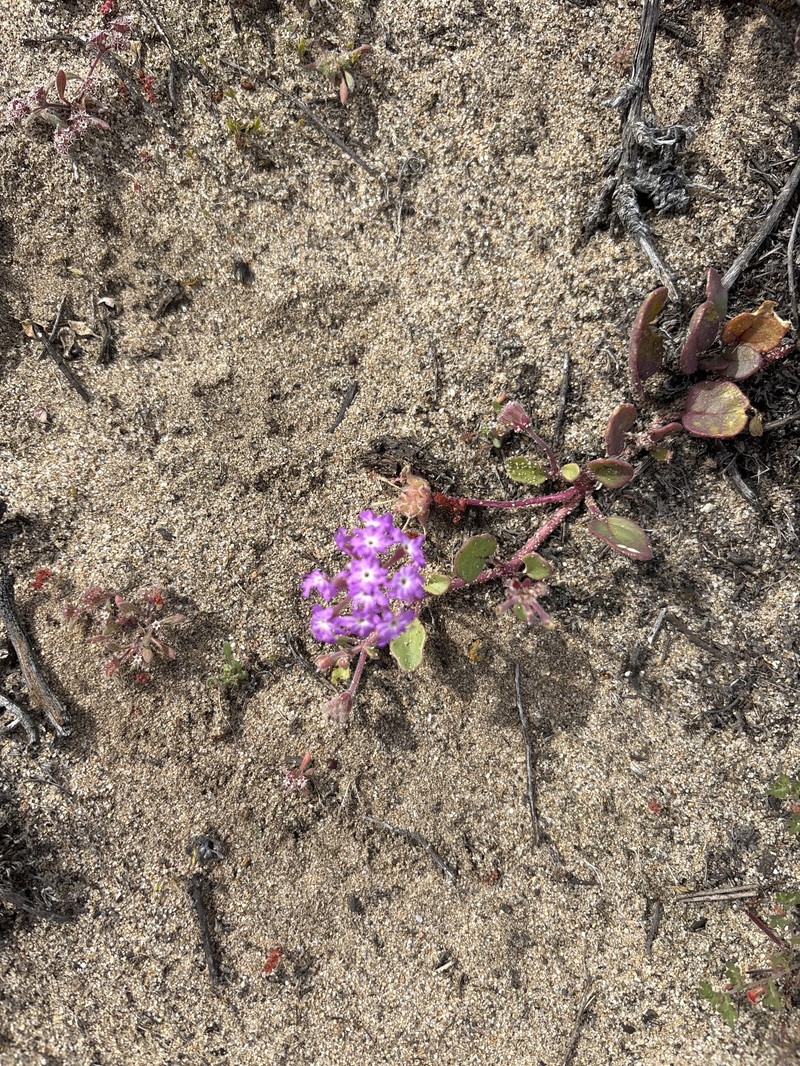 Abronia umbellata subsp. umbellata photo 5