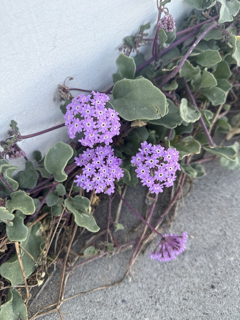 Abronia umbellata subsp. umbellata photo 6