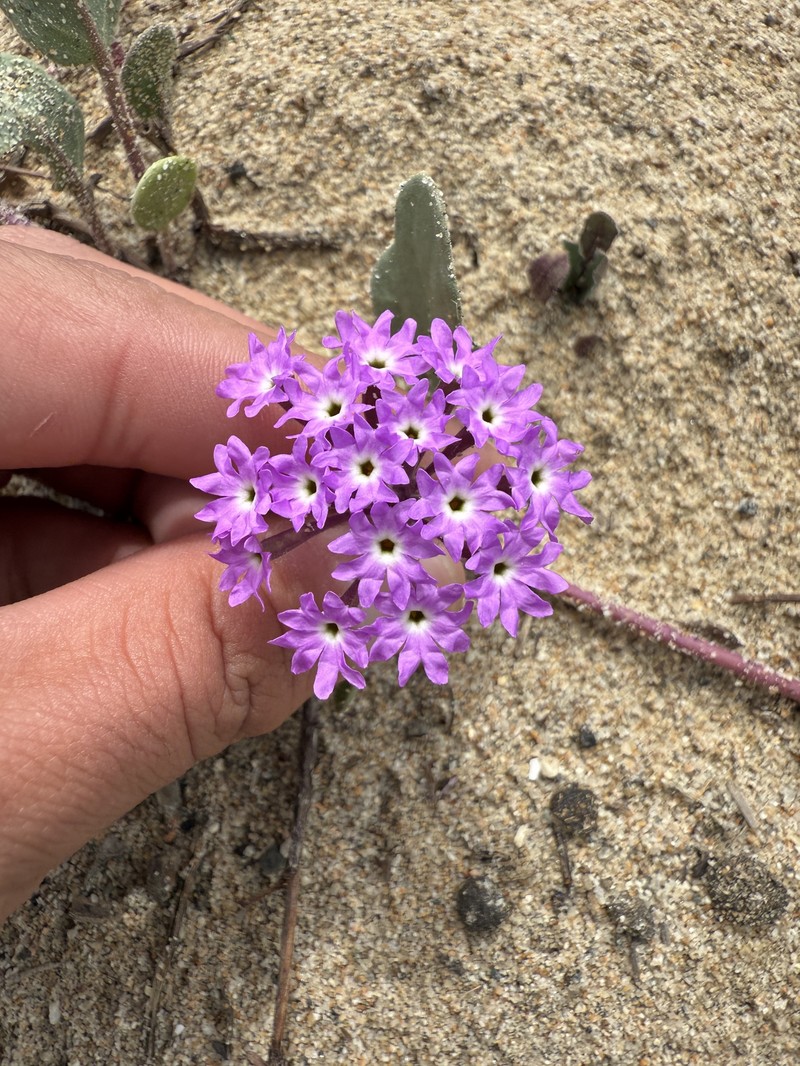Abronia umbellata subsp. umbellata photo 7