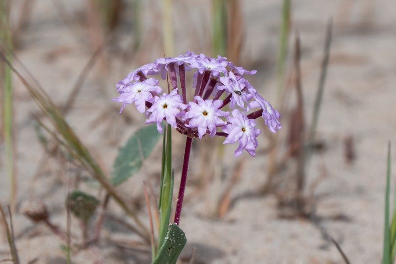 Abronia umbellata subsp. umbellata photo 8