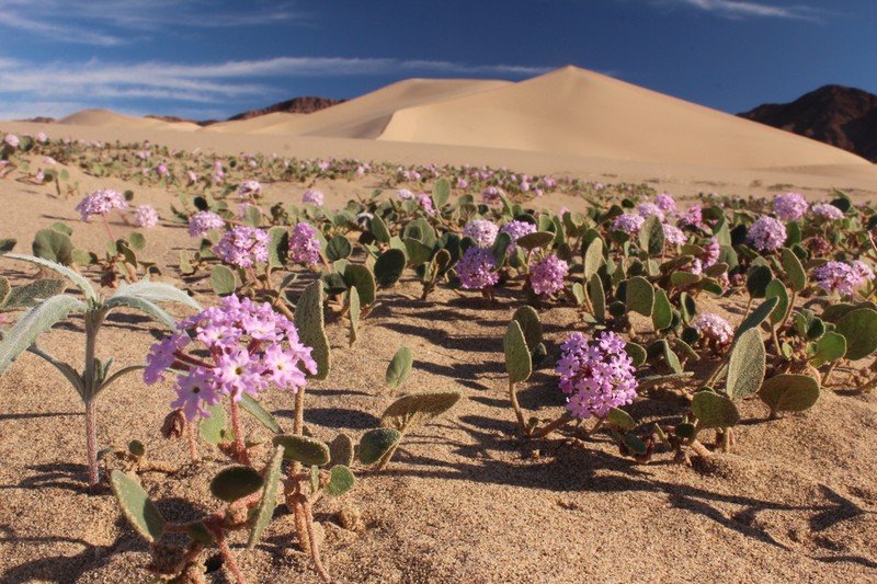 Desert Sand Verbena photo 2