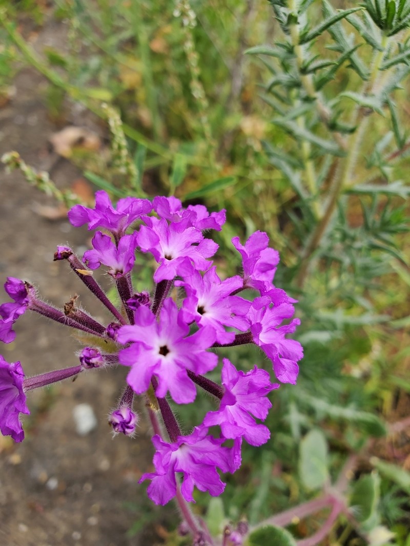 Desert Sand Verbena photo 3