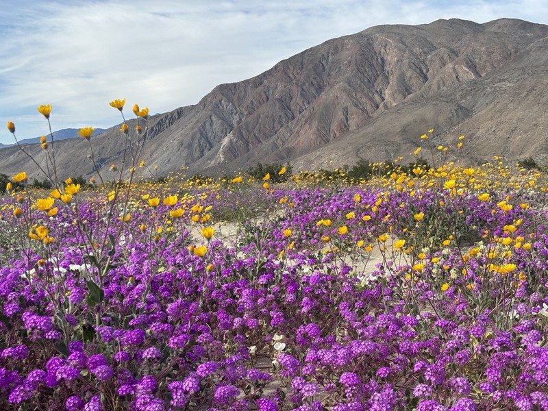 Desert Sand Verbena photo 4