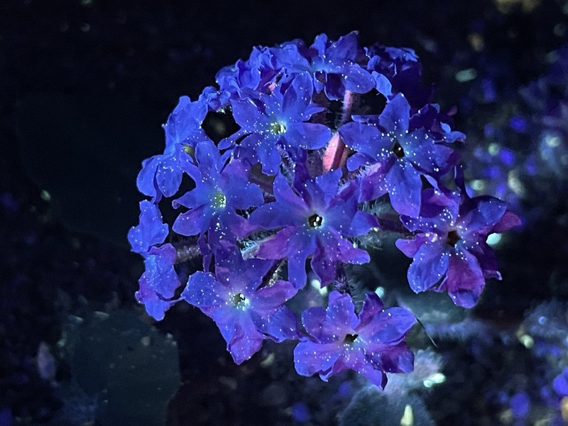Desert Sand Verbena photo 6