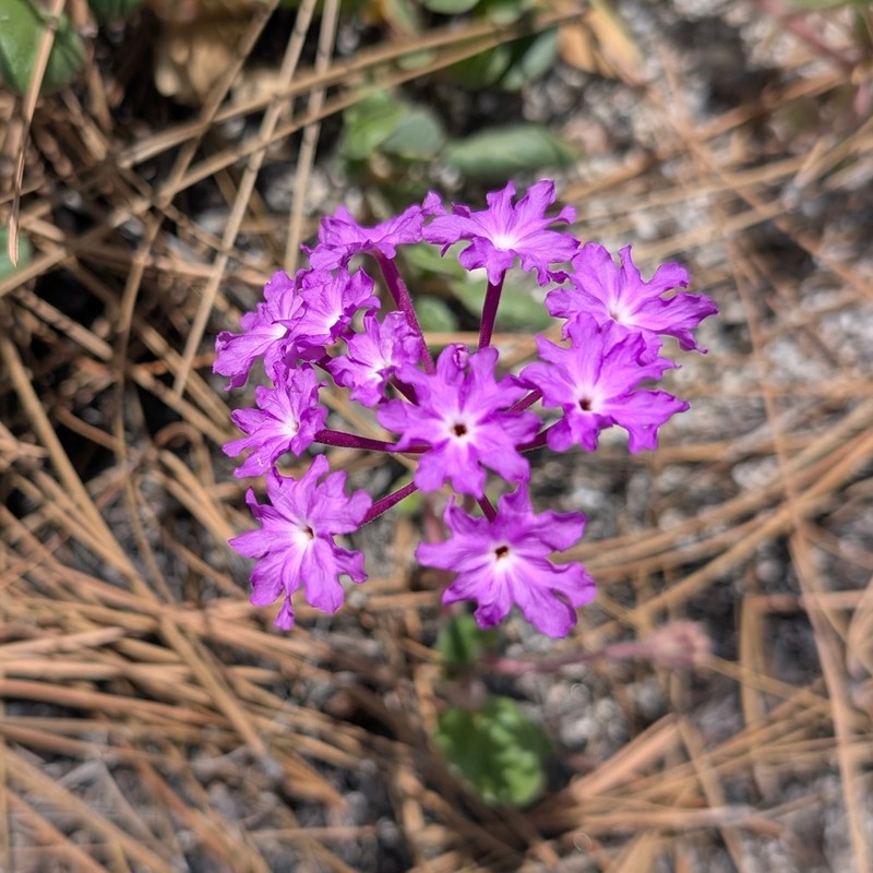 Desert Sand Verbena photo 7