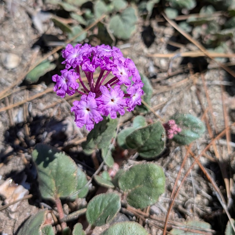 Abronia villosa var. aurita