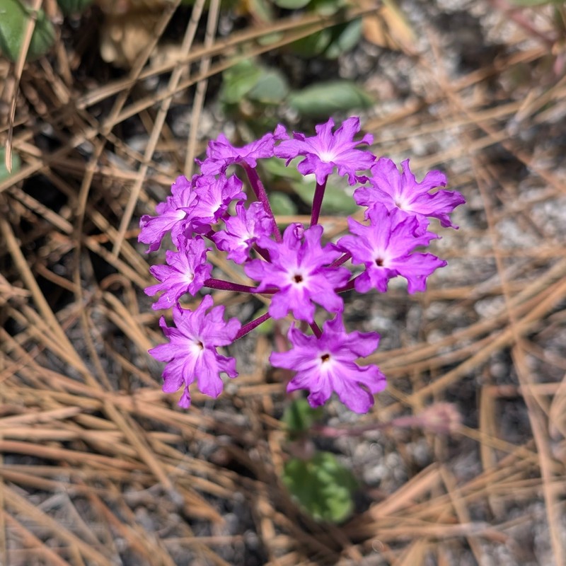 Abronia villosa var. aurita photo 2