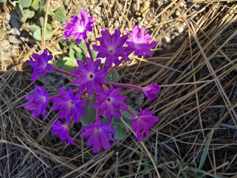 Abronia villosa var. aurita photo 3