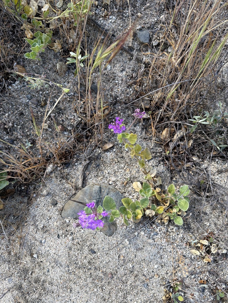 Abronia villosa var. aurita photo 4