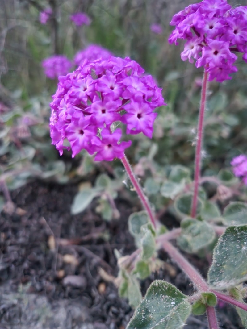 Abronia villosa var. aurita photo 6