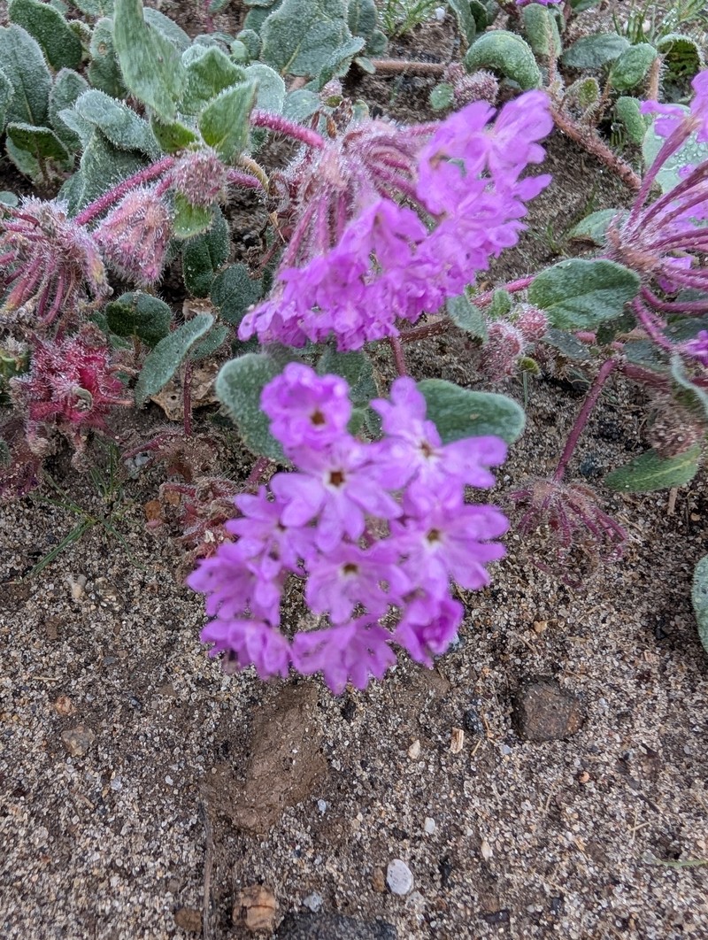 Abronia villosa var. villosa