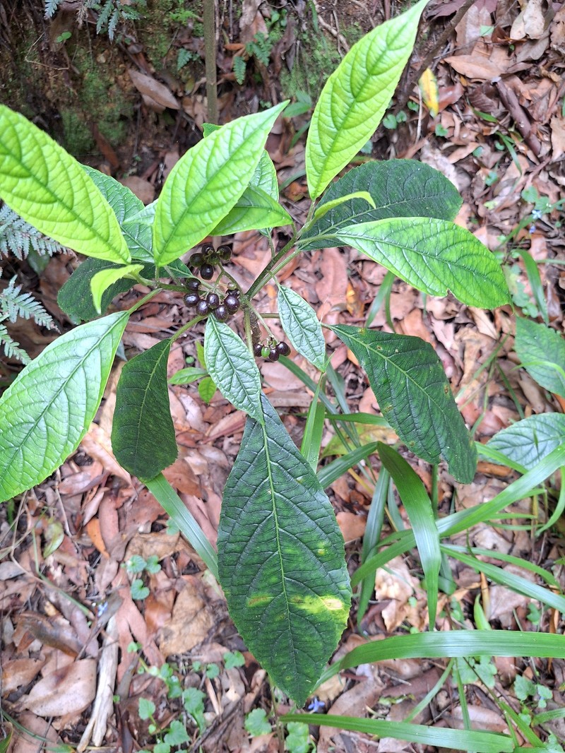 Abrophyllum microcarpum