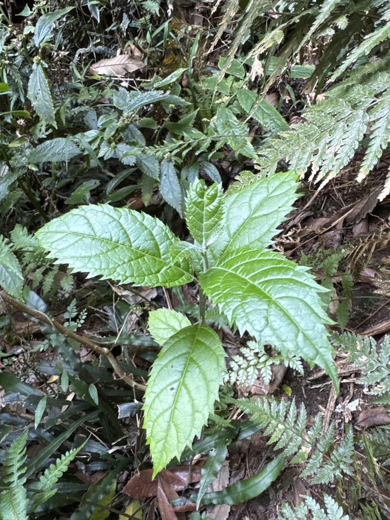 Abrophyllum microcarpum photo 2
