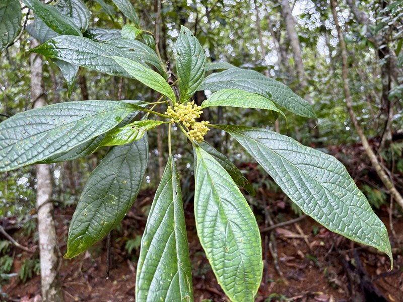 Abrophyllum microcarpum photo 4