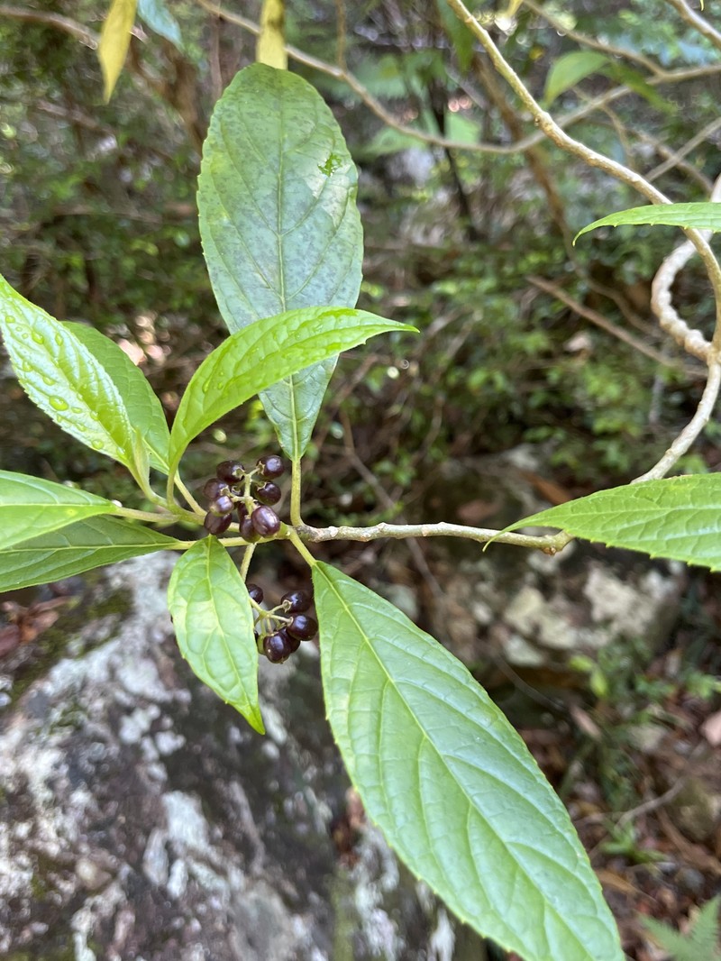 Abrophyllum microcarpum photo 5