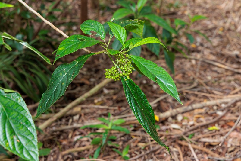 Abrophyllum microcarpum photo 6
